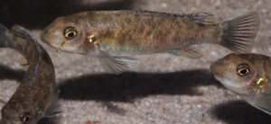 Labeotropheus trewavasae 'Lion's Cove'